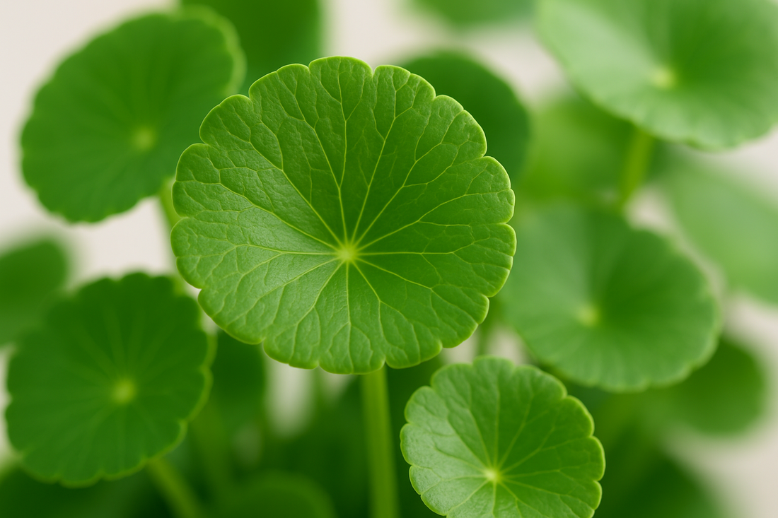 Centella Asiatica Leaf Closeup Image